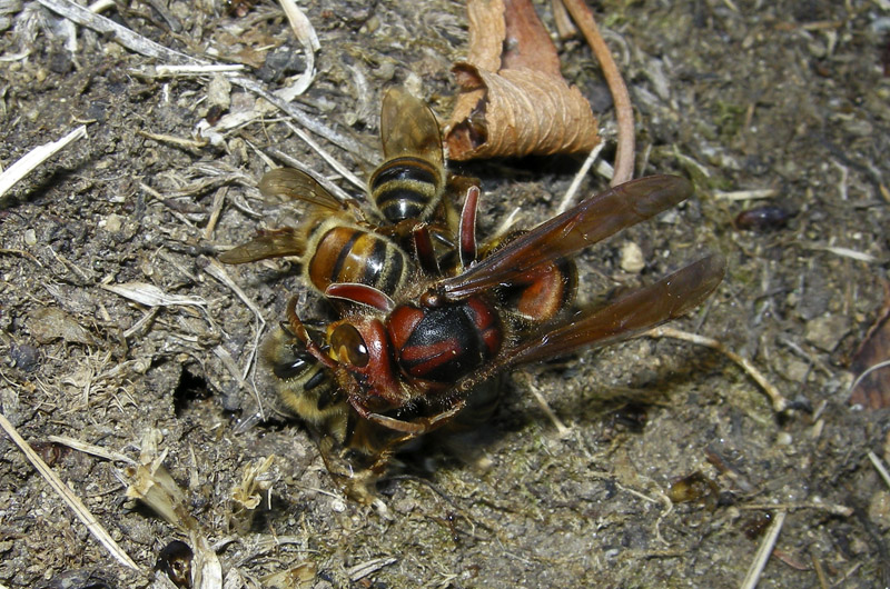 api che difendono l''alveare dall''attacco dei calabroni